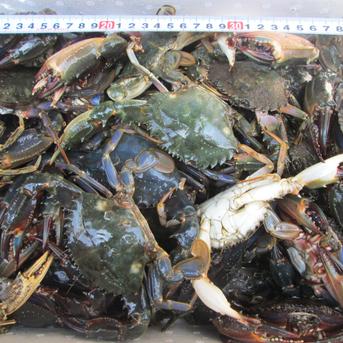 「食用イシガニ 石蟹４kg×２箱で８kg 」店長漁獲の漁師直送品 松島牡蠣屋 冷凍蟹 冷凍かに 冷凍カニ 8ｋｇ 魚介類/カニ通販