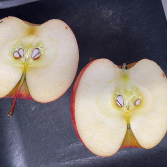 2箱分！樹上完熟葉取らずサンふじ訳あり5キロ16-23×2箱 蜜入り期待大！農薬半減栽培で安心安全！今年もかなり遅くもぎます！ 5キロ16-23×2箱 果物/りんご通販