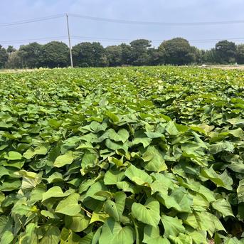 ホクホク『さつまいも』遠州金時10㎏～土付き さつまいも10㎏ 野菜/さつまいも通販