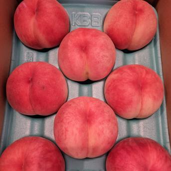 採れたて発送！初夏の桃【あかつき】小布施産家庭用3kg7〜11玉 桃およそ7〜11個 果物/もも通販