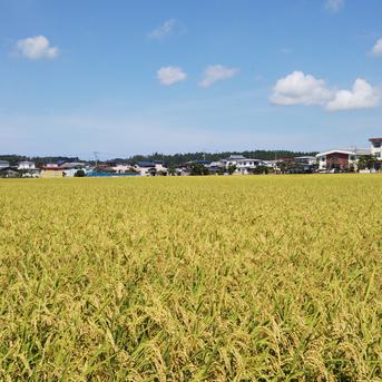 農家直送 自然乾燥米秋田県産あきたこまち白米３kg 白米３kg 米・穀物/米/精米通販