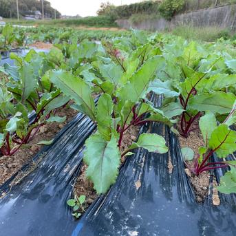 【ビーツ1.2kg】スーパーフード。抗酸化作用抜群！美容にも【九州・福岡県産】 1.2kg 野菜/その他野菜通販