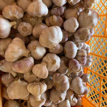 無農薬無化学肥料　生にんにく　箱込　２ｋｇ 箱込２ｋｇ 野菜/にんにく通販