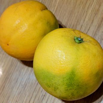 バレンシアオレンジ【小玉】1.8kg 1.8kg(箱込) 果物/オレンジ・その他みかん通販