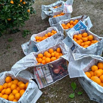 広島産自慢の八朔と伊予柑の詰合せセット(SMLサイズ）10K箱込 ｜ 果物