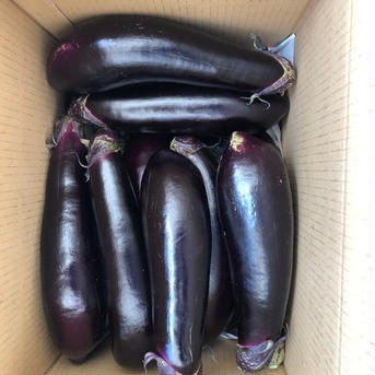 宮崎県産　筑陽長なす　5キロ（規格外品） 5キロ 野菜/茄子通販