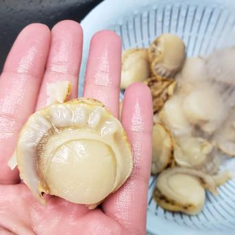 【お得な２キロ】青森県産ボイルホタテ 2kg 魚介類/ホタテ通販