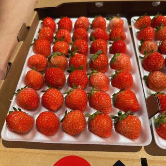 朝採れ当日発送！35玉4パック！夏秋いちご　青森県産　すずあかね　苺　夏いちご 35玉4パック 果物/いちご通販