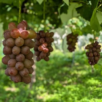 女王のルビーの輝き、甘く芳醇な香り！クイーンルージュ 約2kg（4～6房