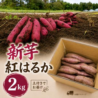 茨城県産 新さつまいも 紅はるか （土付き）2kg（箱込み）【期間限定
