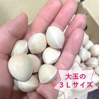 2025年＊まもなく終了》祖父江産 銀杏 大玉3L超たっぷり1キロ
