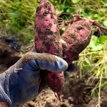 2025年新物】〇 秋の収穫祭 〇 新芋5kg🍠農薬不使用 紅はるか（5kg