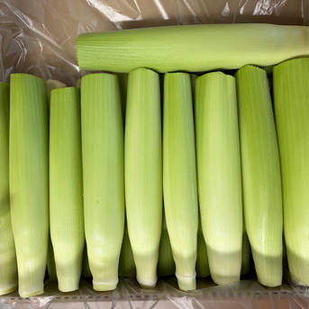 常温便ヤングコーン【ヒゲなし】送料込 ｜ 野菜/とうもろこし 産直