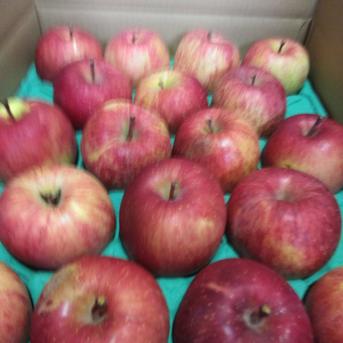 Tom☆サンふじ 10kg 訳あり品】サンふじ10キロお買い得 40〜46玉 | 果物/りんご 産直アウル