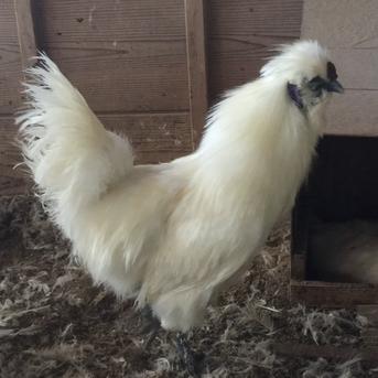 平飼い烏骨鶏の卵50個（割れ保証込み） ｜ 卵/鶏卵 産直アウル 農家