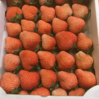 冷凍いちご　桃薫　３kg ３kg  ５００g×６袋 果物/いちご通販