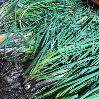 (大きめ)泥・根付き 熊本県産らっきょう(お漬物に)農薬肥料不使用1kg 1kg 野菜/その他野菜通販