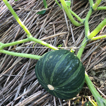 お一人生活♡応援セット(お野菜とお米のセット) 80サイズ(5kg以内)のお箱いっぱいにしてお送り致します。 野菜/野菜セット・詰め合わせ通販