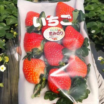 完熟いちご（恋みのり）270g4パック（DXパック） 酸味少ない、関東では