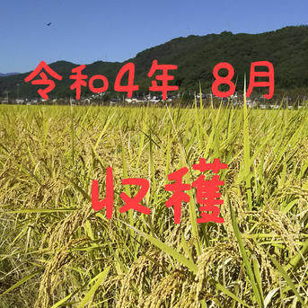 高知県産 令和4年産 コシヒカリ玄米20㎏(袋込み) 20㎏ 米・穀物/米/精米通販