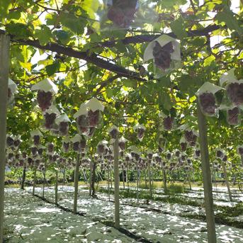 訳あり】富士の輝き4房入り | 果物/ぶどう 産直アウル 農家から直接