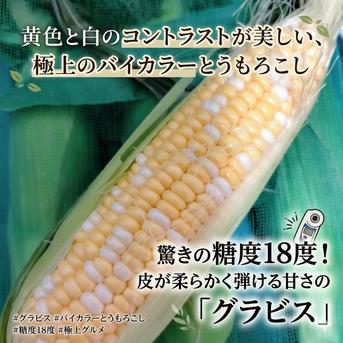 収穫予定❣️粒が柔らかく甘いバイカラーとうもろこし（グラビス）皮つき 生が甘くて美味しい 新鮮で安全 安心な とうもろこし グラビス 6本