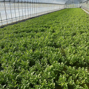 三関セリ　1キロ　25日〜1月8日発送分はこちらから 根っこが主役！湯沢市産『三関せり』家庭用1kg | 野菜/その他野菜 産直