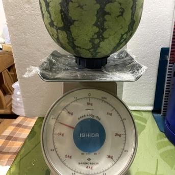 兵庫産　夏武輝　大玉スイカ　6400g 訳あり ６４００ｇ 果物/スイカ通販