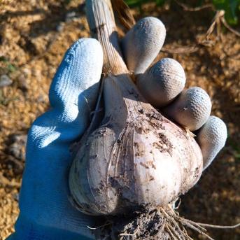 【全国一律送料】里山の平戸ニンニク バラ【農薬不使用】昔ながらの自然乾燥800g 平戸にんにく　800ｇ　送料込み 野菜/にんにく通販