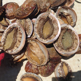 徳島県産！天然！メガイアワビ！1キロ！ 1キロ 魚介類/アワビ通販