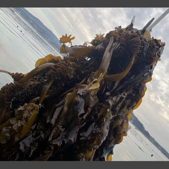 発送日に収穫 鮮度抜群 南三陸産 生ワカメ 茎無し 2kg ｜ 魚介類/海藻