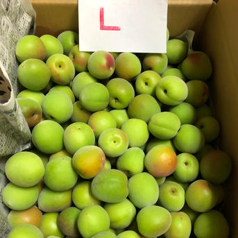 L  南高梅10kg 10kg 果物/青梅通販