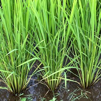 令和7年産新米風さやか 炊飯食味値87点極上米 玄米10kg 美味しいお米