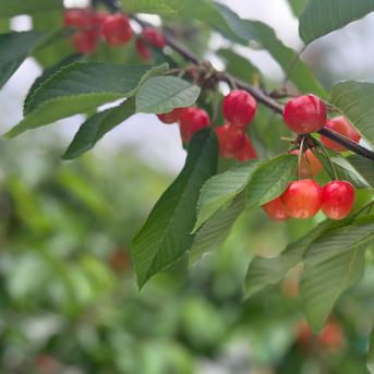 紅秀峰 家庭用2kg ｜ 果物/さくらんぼ 産直アウル 農家・漁師など生産