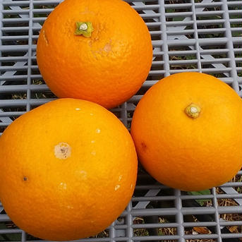 【清見オレンジ】甘く果汁たっぷりSML混在(3K)和歌山産冷蔵便 【きよみSML】3Kg 果物/オレンジ・その他みかん通販