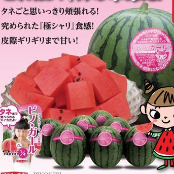 【予約受付】甘～い尾花沢小玉すいか ピノガール1玉 2~3L山形県産【旬祭限定】 大人気！おいし～い種の小さい(気にならない)小玉すいか  ピノガール 2~3L 1玉 果物/スイカ通販