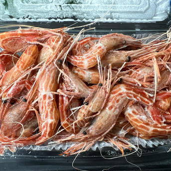 北海道産シマエビ　冷凍　小サイズ 400g（30尾前後） 魚介類/エビ通販