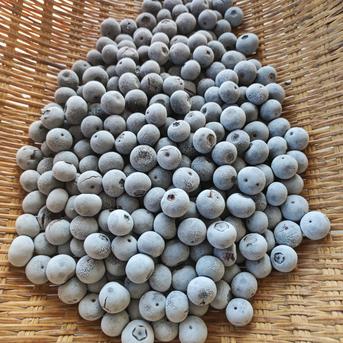 選別済、そのまま食べて欲しい完熟冷凍ブルーベリー10kg ｜ 果物