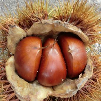 甘い品種の自然栽培 栗】 筑波栗 自然栽培 900g | 果物/栗 産直アウル