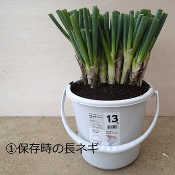 【お試し1コイン500円特売】 50名様限定⭕️至福の極甘ネギ🚨980円を→1コイン500円にて販売❗️❗️秋冬(ホワイト)✨信州産⭕️M／Lサイズ混合☆9本＋超極太3Lサイズ1本❗️❗️ 約1.8kg M／Lサイズ混合☆9本＋超極太3Lサイズ1本❗️❗️ 約1.8kg 野菜/ねぎ通販