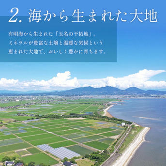 ミニトマト 12キロ 野菜 熊本産地直送 弁当 おかず トマト ミネラル