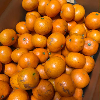 【訳あり】させぼ温州3kg 3kg 果物/温州みかん通販