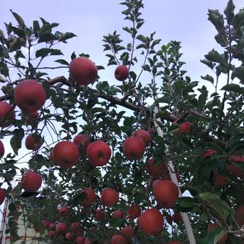 家庭用のりんご🍎サンふじ🍎大玉～中玉サイズ14玉入り ｜ 果物
