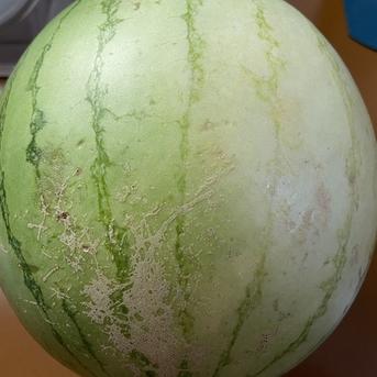兵庫産　ニュー小玉スイ②　２７００ｇ　訳あり 兵庫産　ニュー小玉スイ②　２７００ｇ　訳あり 果物/スイカ通販