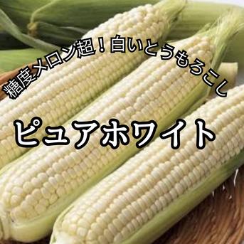 とうもろこし/B×2 とうもろこし] ピュアホワイトSP 2000粒 雪印種苗（株）(野菜種