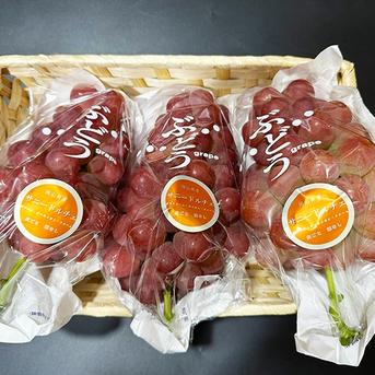 岡山県産種なしサニードルチェ（約1.5kg、3～4房） | 果物/ぶどう 産直