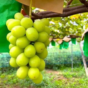 農薬節約栽培】 巨峰・シャインマスカット(種なし) 2キロ箱 山梨県産
