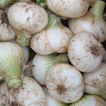 有機栽培玉葱オーガニックはなたま 10kg 淡路島産【飲食店向け】JAS