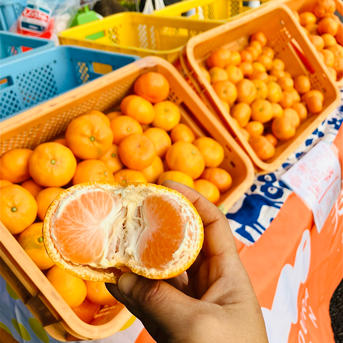 完熟早生みかん3S〜S混合4.5kg🍊 | 果物/温州みかん 産直アウル 農家