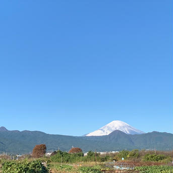 まじりっけなし！自然栽培の梅『十郎小町』2kg ジャム、茶梅、梅シロップなど、幅広いレシピに。 生梅「十郎小町」2kg 果物/その他果物通販
